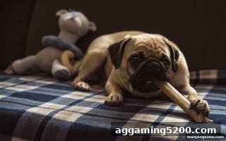 飞禽走兽首存优惠全面指南｜麻将胡了模拟器在线试玩新手必备