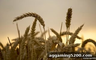 每日返利与生日福利全攻略：麻将胡了模拟器在线试玩平台详解